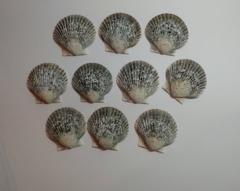 Genuine Scallop Shells - From Crystal River, FLorida - Freshly Caught by me - Shells - Seashells - Grey Seashells - 10 Natural Shells  #105