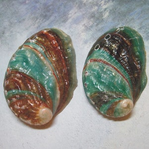 Kamstcha -Teal and Burnt Orange - Abalone Seashell - Kamstcha - Polished on the underside - Shells