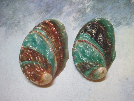 2 Teal Abalone Seashell Kamstcha Polished Shells Il_570xn