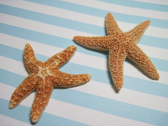 Mini Orange Starfish - Sugar Starfish - Sea Star Gems - Ask for Int'l ship rates Il_570xn