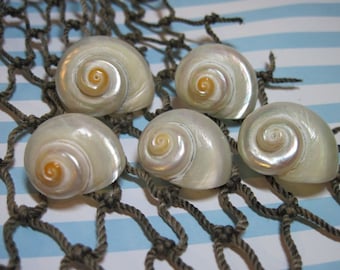 Seashells - White Pearlized Delphinula Turbos for Beach Weddings and jewelry making