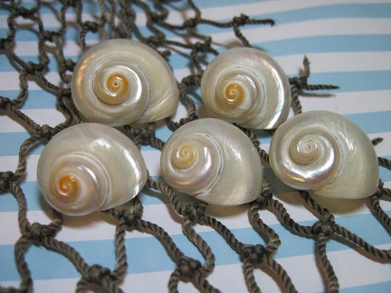 Seashells - White Pearlized Delphinula Turbos for Beach Weddings and jewelry making Il_570xn