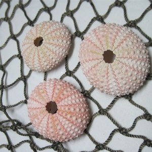 May include: Three pink sea urchins with a white background. The sea urchins are arranged in a triangular pattern on a brown fishing net.