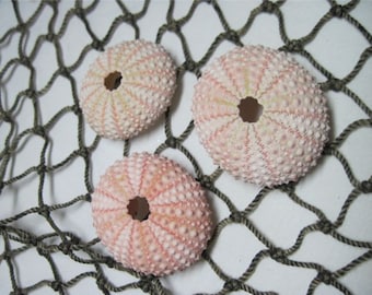 Beach Seashells - Mini Sea Urchins -  Light Pink urchins - natural specimens