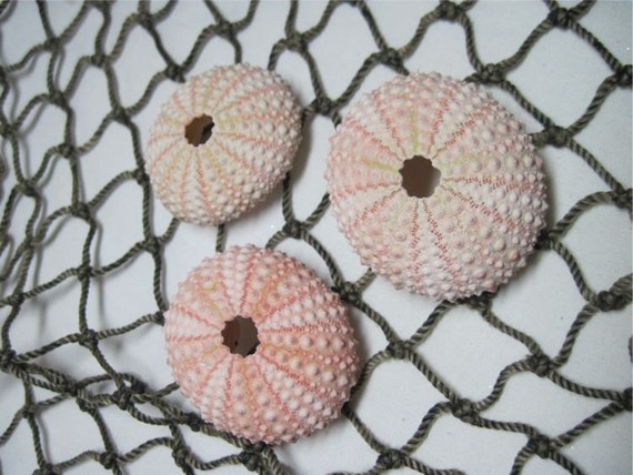 Beach Seashells Mini Sea Urchins Light Pink urchins natural specimens 208 Il_570xn