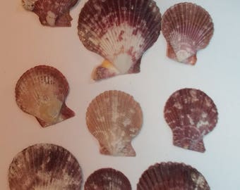 Scallop Shells - Small Seaside Scallop Shells - Rustic and Natural - shells #125