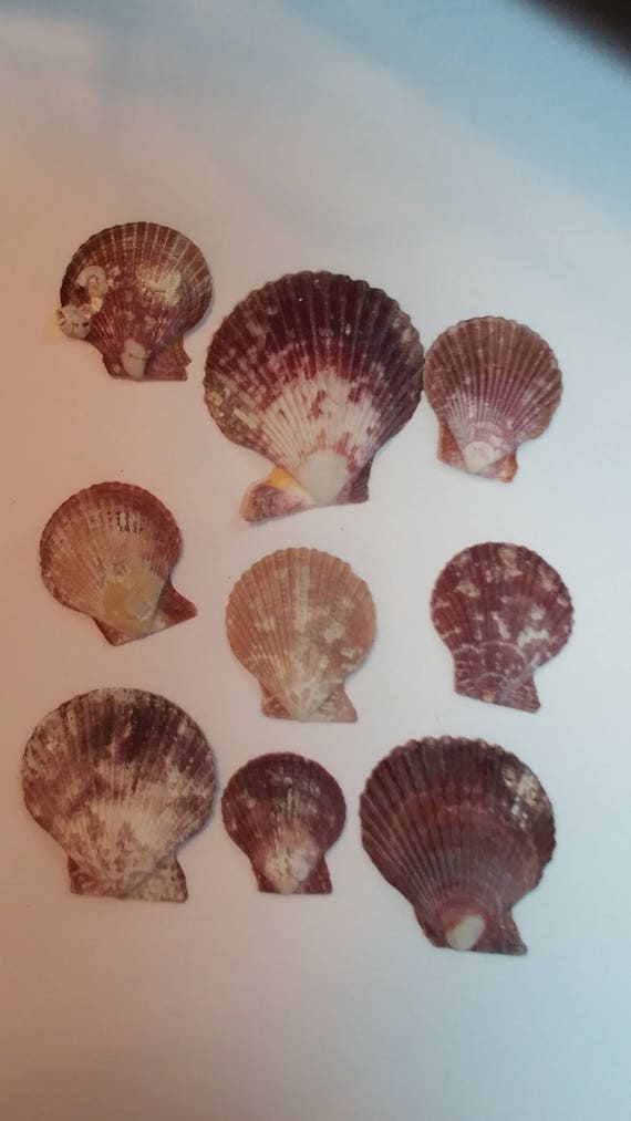 Scallop Shells - Small Seaside Scallop Shells - Rustic and Natural - shells #125 Il_570xn