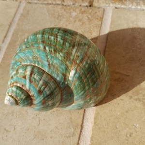 Turbo Shell -  Jade Turbo Shell - Natural Turbo - Polished Jade Seashell - Polished Jade Turbo - Pearlized Shell
