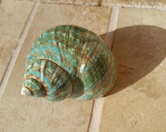 Polished Jade Turbo Shell: Pearlized Seashell, Home Decor