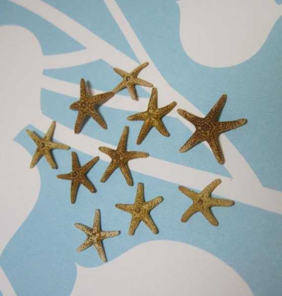 10 Tiny Starfish - Tampa Bay Sea Stars - 3/8 - 1/2 inch Il_570xn