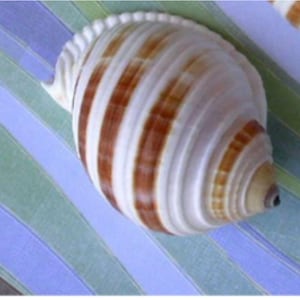 Banded Tonna Sulcosa Seashell 759