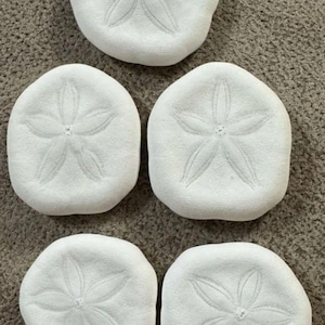Sea Biscuits  10 Mini Sandollar   Sea Cookies