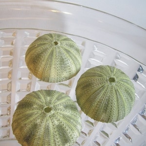 Green Sea Urchins - Unique Creatures to use in your jewelry making or crafting