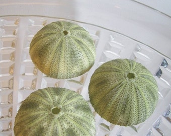 Green Sea Urchins - Unique Creatures to use in your jewelry making or crafting