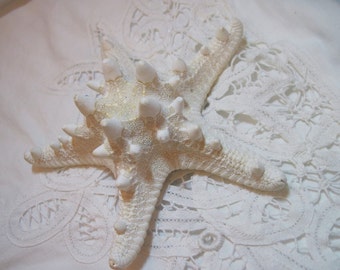 Knobby Natural White Starfish Sea Stars - 5 1/2 inch