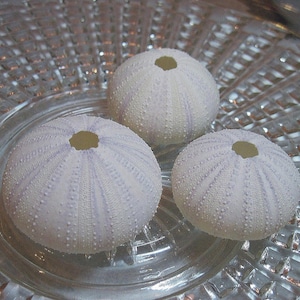 White Sea Urchins with Lavender Tint: Beach Decor, Crafts (2-2 3/8&quot;)
