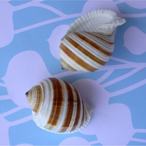 Banded Tonna Sulcosa Seashell 944