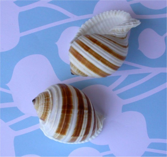 Banded Tonna Sulcosa Seashell 944 Il_570xn