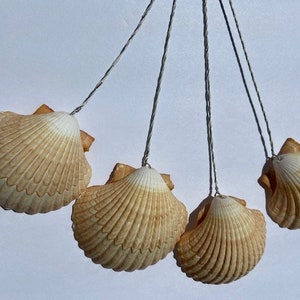 Wired Shells Bouquet Shells Wired Clam Shells for Floral Arrangements Wedding Bouquet Wired Seashells image 5