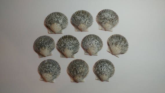Genuine Scallop Shells - From Crystal River, FLorida - Freshly Caught by me - Shells - Seashells - Grey Seashells - 10 Natural Shells #108 Il_570xn