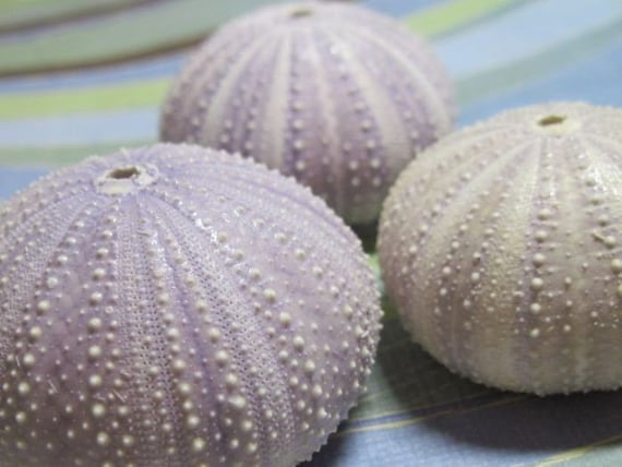 Purple Sea Urchins - 3 Unique Creatures - photo props Il_570xn