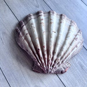 May include: A large, natural scallop seashell with a cream-colored surface and purple-brown accents. The shell has a fan-like shape with prominent ridges and a textured appearance. The shell is lying on a light gray wooden surface.