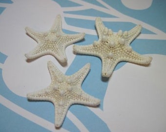 3 Mini Knobby Starfish -  White Starfish Sea Stars