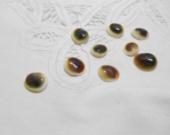 Cat's Eye Shells - 10 Green and brown