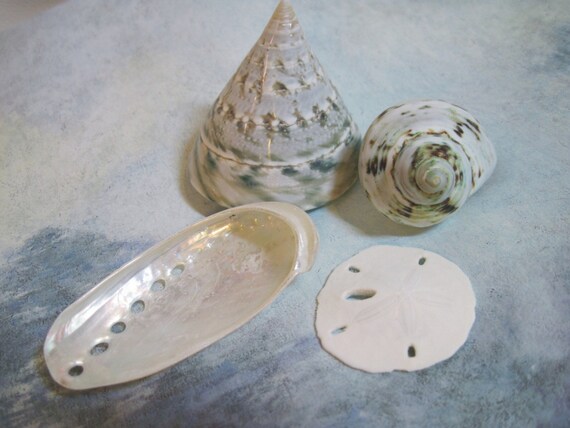 Seashells - Polished Trochas, Abalone 122 - Mixed lot Il_570xn