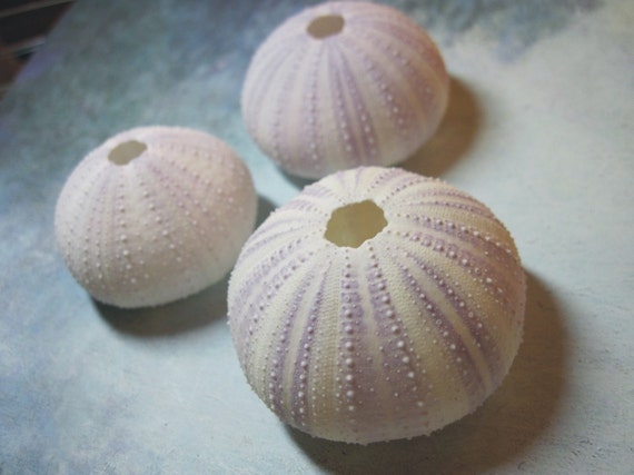 3 Lavender Sea Urchins - White with a hint of Lavender Il_570xn