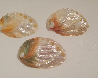 Abalone Seashells, Ocean Theme Wedding, Seaside Decor, Iridescent, Seashells, Beach Wedding, Bath Shells