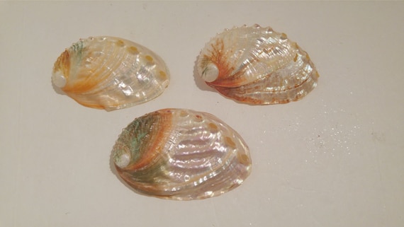 Abalone Seashells, Ocean Theme Wedding, Seaside Decor, Iridescent, Seashells, Beach Wedding, Bath Shells Il_570xn