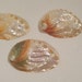 see more listings in the SEASHELLS section