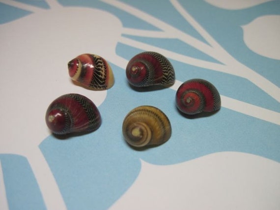 5 Sweet Colored Shells for jewelry making 786 Il_570xn