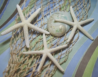 White Starfish for Beach Decorating - Real Pencil Starfish - 3 Fingerling Sea stars