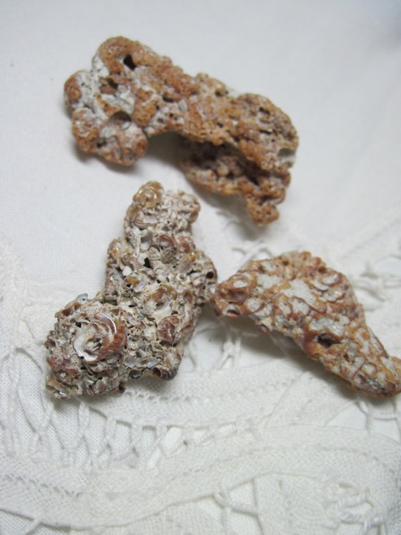 Coral Rock - Specimens from Sanibel Island - Florida Coral - 365 - Ask for Int'l ship rates Il_570xn