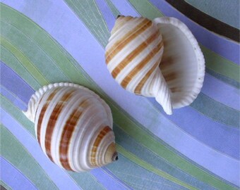 Banded Tonna Sulcosa Seashell 759