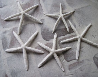 XL Funky White Pencil Starfish, Pencil Starfish, Unique Sea Stars