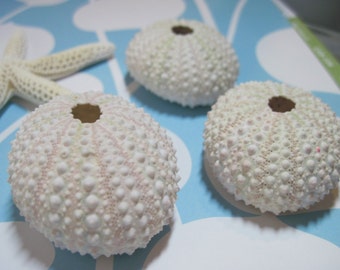 3 Mini Sea Urchins - Pale Pinks