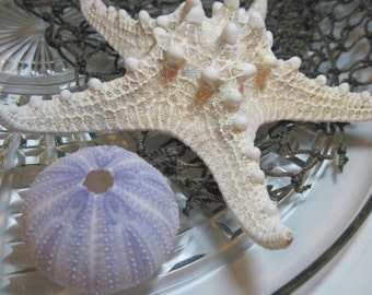 Knobby Starfish - Natural Sea Star - Wedding Starfish - Large Knobby -  Beach Wedding Stars - Beach Decor - 5 to 6 inch