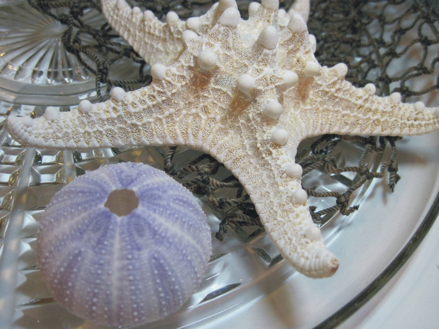 Natural Knobby Starfish