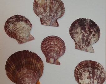 Scallop Shells - Small Seaside Scallop Shells - Rustic and Natural - shells #124