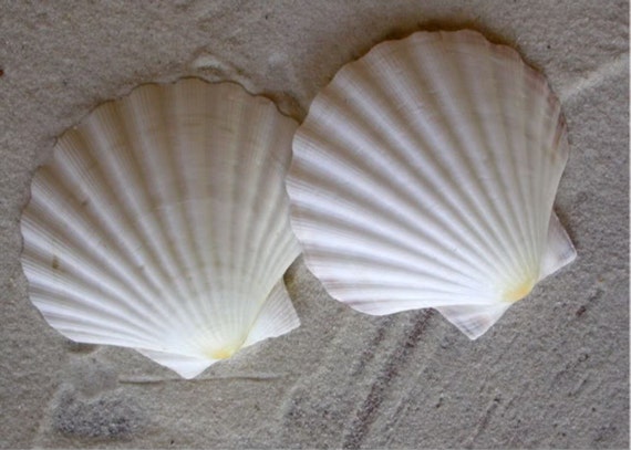 Scallop Shells - White English Scallop Shells - Beach Wedding Shells - Seashells - White Seashells - 3 inch to 3 1/2 inch - Mermaid Costume Il_570xn