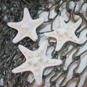 Starfish Knobby - Small Starfish  - 25 White Starfish Sea Stars - 2 - 2 1/4 inch
