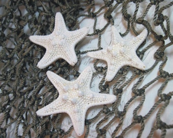 Mini Knobby Starfish - 3 small starfish - 1 1/2 inch - white sea stars