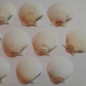 White Scallop Shells - From Crystal River, FLorida - Freshly Caught by me - Shells - Seashells - White Seashells - 10 Natural Shells  #136