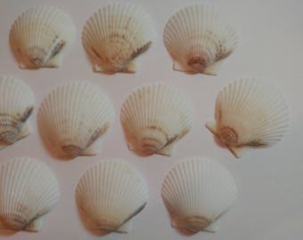 May include: Ten white scallop shells with brown markings. The shells are arranged in two rows of five.
