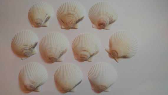 White Scallop Shells - From Crystal River, FLorida - Freshly Caught by me - Shells - Seashells - White Seashells - 10 Natural Shells #136 Il_570xn
