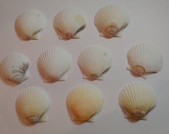 White Scallop Shells - From Crystal River, FLorida - Freshly Caught - Shells - Seashells - White Seashells - 10 Natural Shells  #144