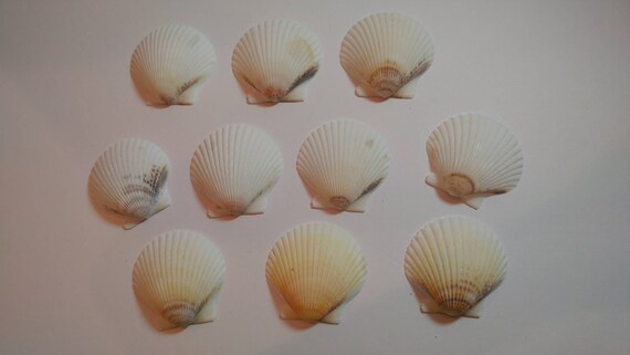 White Scallop Shells - From Crystal River, FLorida - Freshly Caught - Shells - Seashells - White Seashells - 10 Natural Shells #144 Il_570xn